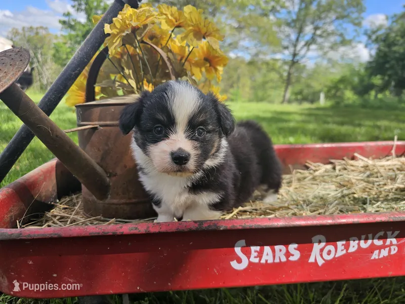 Dahlia – Pembroke Welsh Corgi puppy for sale in Mountain Grove, MO