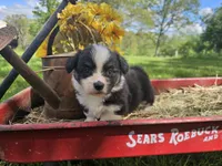 Dahlia, a female Pembroke Welsh Corgi for sale in Mountain Grove, MO – Photo 1 of 6
