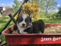 Dahlia, a female Pembroke Welsh Corgi for sale in Mountain Grove, MO – Photo 2 of 6