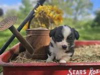 Dahlia, a female Pembroke Welsh Corgi for sale in Mountain Grove, MO – Photo 6 of 6