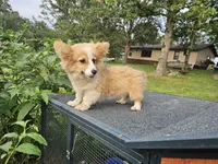 Waffles, a female Pembroke Welsh Corgi for sale in Mountain Grove, MO – 4 of 6