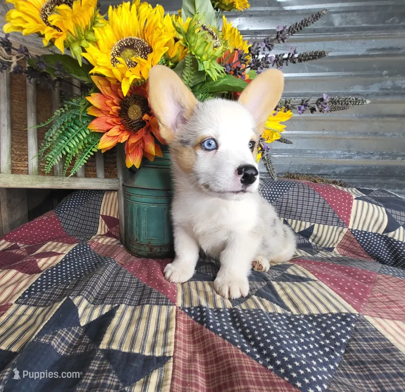 Chase – Pembroke Welsh Corgi puppy for sale in Mountain Grove, MO