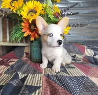 Chase, a male Pembroke Welsh Corgi for sale in Mountain Grove, MO – 1 of 4