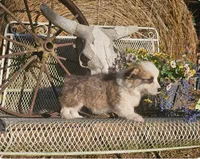 Snickers, a male Pembroke Welsh Corgi for sale in Mountain Grove, MO – 2 of 3