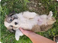 Kingsley, a male Pembroke Welsh Corgi for sale in Mountain Grove, MO – 7 of 10
