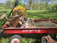 Kingsley, a male Pembroke Welsh Corgi for sale in Mountain Grove, MO – Photo 2 of 6