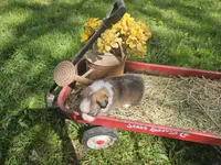 Kingsley, a male Pembroke Welsh Corgi for sale in Mountain Grove, MO – Photo 5 of 6