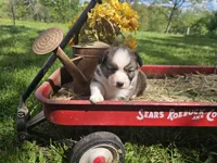 Kingsley, a male Pembroke Welsh Corgi for sale in Mountain Grove, MO – Photo 1 of 6