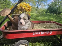 Kingsley, a male Pembroke Welsh Corgi for sale in Mountain Grove, MO – Photo 4 of 6