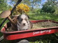 Kingsley, a male Pembroke Welsh Corgi for sale in Mountain Grove, MO – Photo 3 of 6
