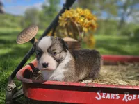 Kingsley, a male Pembroke Welsh Corgi for sale in Mountain Grove, MO – Photo 6 of 6
