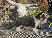 Cocoa, a female Pembroke Welsh Corgi for sale in Mountain Grove, MO – 4 of 4