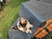 Cayenne, a female Pembroke Welsh Corgi for sale in Mountain Grove, MO – 2 of 4