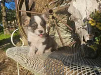 Cocoa, a female Pembroke Welsh Corgi for sale in Mountain Grove, MO – 3 of 4