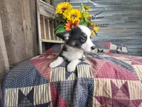 Sugar , a female Pembroke Welsh Corgi for sale in Mountain Grove, MO – 2 of 3