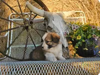Kingsley, a male Pembroke Welsh Corgi for sale in Mountain Grove, MO – 8 of 10