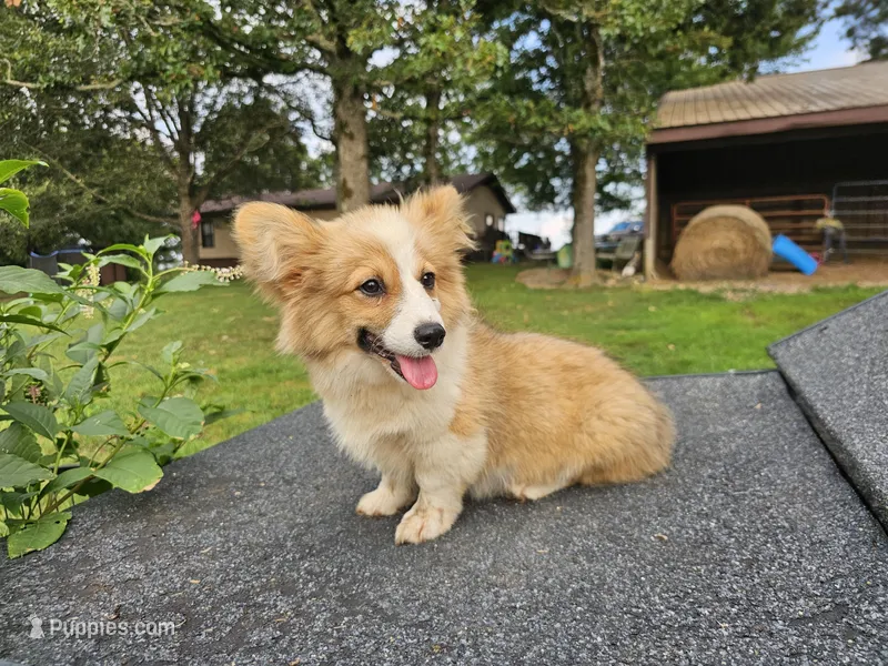Waffles – Pembroke Welsh Corgi puppy for sale in Mountain Grove, MO