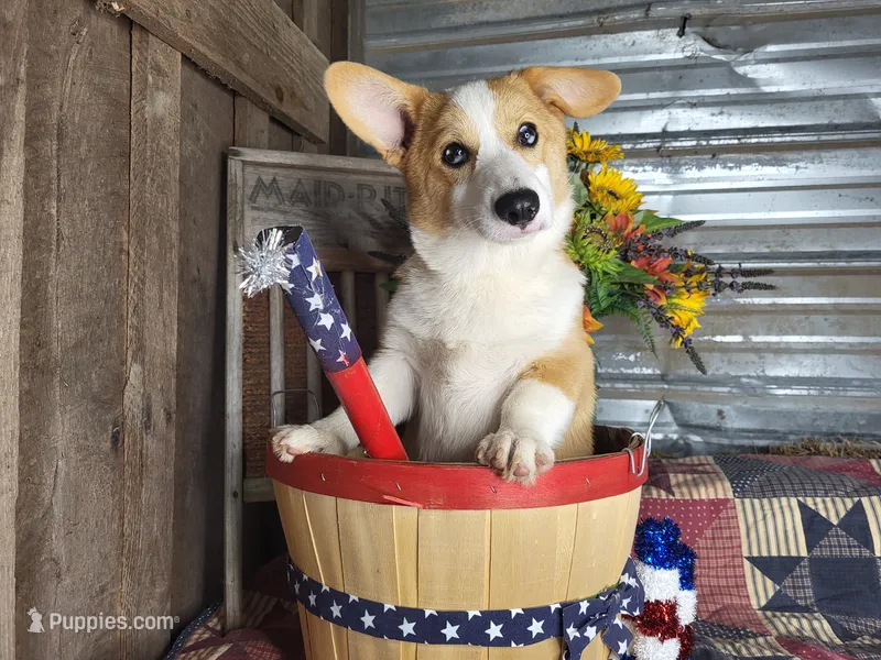 Houdini – Pembroke Welsh Corgi puppy for sale in Mountain Grove, MO