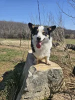Spur, a male Pembroke Welsh Corgi for sale in Mountain Grove, MO – Photo 3 of 4