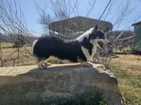 Spur, a male Pembroke Welsh Corgi for sale in Mountain Grove, MO – Photo 2 of 4