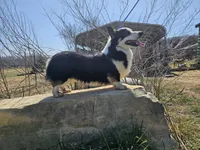 Spur, a male Pembroke Welsh Corgi for sale in Mountain Grove, MO – Photo 1 of 4