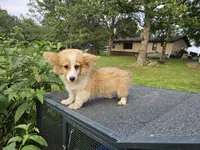 Waffles, a female Pembroke Welsh Corgi for sale in Mountain Grove, MO – 5 of 6