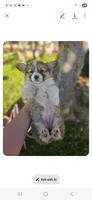 Hershey, a female Pembroke Welsh Corgi for sale in Mountain Grove, MO – 6 of 7