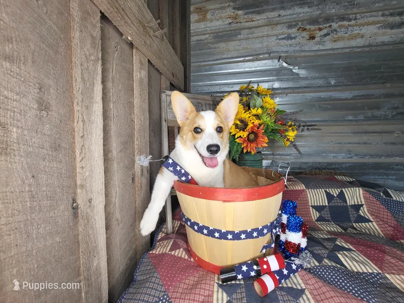 Little Pete  – Pembroke Welsh Corgi puppy for sale in Mountain Grove, MO