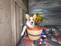 Little Pete , a male Pembroke Welsh Corgi for sale in Mountain Grove, MO – 1 of 6