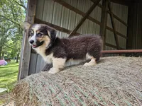 Dahlia, a female Pembroke Welsh Corgi for sale in Mountain Grove, MO – 3 of 7