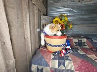 Little Pete , a male Pembroke Welsh Corgi for sale in Mountain Grove, MO – 3 of 6