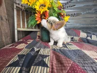 Chase, a male Pembroke Welsh Corgi for sale in Mountain Grove, MO – 4 of 4