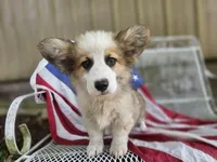 Snickers, a male Pembroke Welsh Corgi for sale in Mountain Grove, MO – 3 of 6