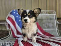 Tulip, a female Pembroke Welsh Corgi for sale in Mountain Grove, MO – 2 of 10