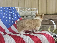 Kingsley, a male Pembroke Welsh Corgi for sale in Mountain Grove, MO – 3 of 9