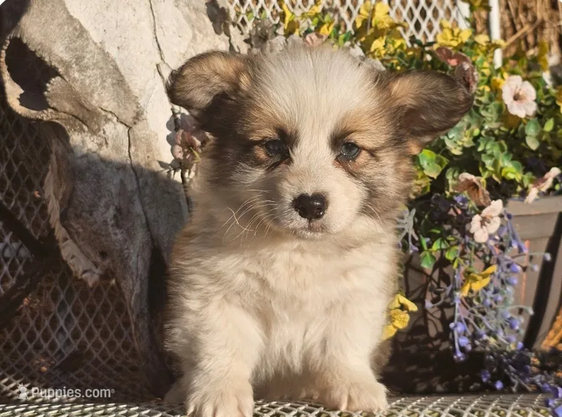 Snickers – Pembroke Welsh Corgi puppy for sale in Mountain Grove, MO