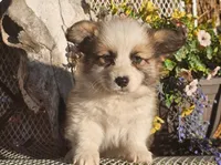 Snickers, a male Pembroke Welsh Corgi for sale in Mountain Grove, MO – 1 of 3