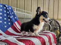Tulip, a female Pembroke Welsh Corgi for sale in Mountain Grove, MO – 4 of 10
