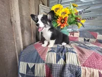 Sugar , a female Pembroke Welsh Corgi for sale in Mountain Grove, MO – 3 of 3