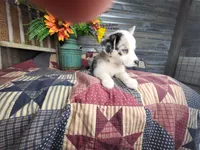 Sprinkles , a female Pembroke Welsh Corgi for sale in Mountain Grove, MO – 4 of 4