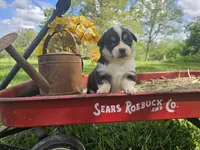 Tulip, a female Pembroke Welsh Corgi for sale in Mountain Grove, MO – Photo 1 of 9