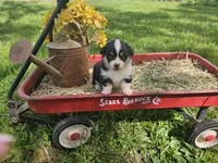 Tulip, a female Pembroke Welsh Corgi for sale in Mountain Grove, MO – Photo 8 of 9