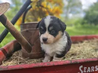 Tulip, a female Pembroke Welsh Corgi for sale in Mountain Grove, MO – Photo 9 of 9