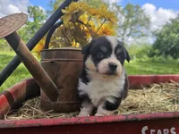 Tulip, a female Pembroke Welsh Corgi for sale in Mountain Grove, MO – Photo 3 of 9