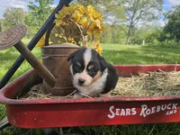 Tulip, a female Pembroke Welsh Corgi for sale in Mountain Grove, MO – Photo 4 of 9