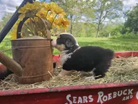 Tulip, a female Pembroke Welsh Corgi for sale in Mountain Grove, MO – Photo 2 of 9