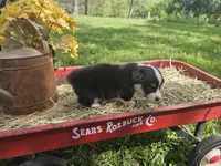 Tulip, a female Pembroke Welsh Corgi for sale in Mountain Grove, MO – Photo 6 of 9