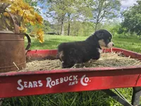 Tulip, a female Pembroke Welsh Corgi for sale in Mountain Grove, MO – Photo 5 of 9