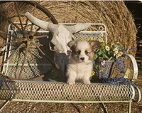 Snickers, a male Pembroke Welsh Corgi for sale in Mountain Grove, MO – 3 of 3