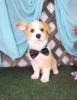 Bentley , a male Pembroke Welsh Corgi for sale in Mountain Grove, MO – 3 of 4